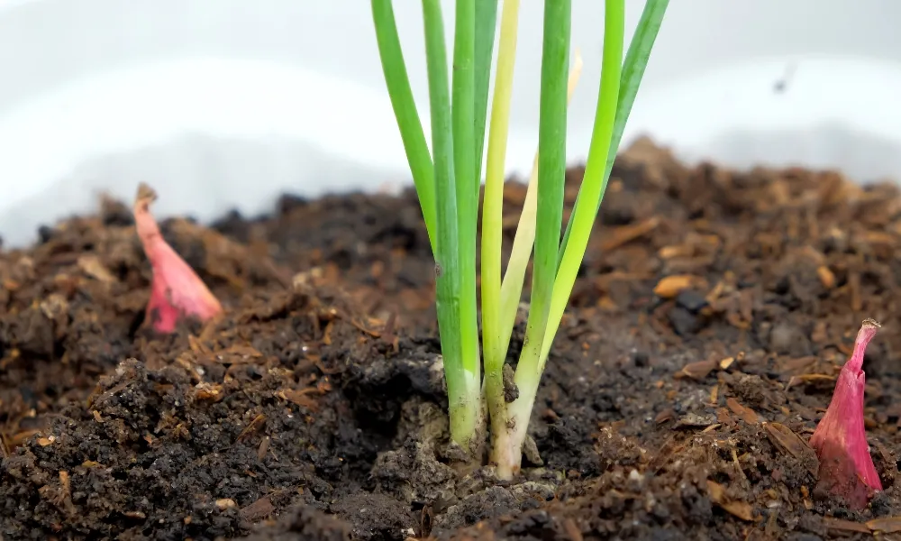 Cách trồng hành lá trong chậu đất
