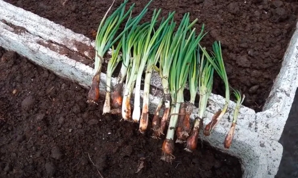 Cách trồng hành lá trong thùng xốp