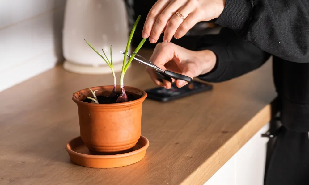 Cách thu hoạch hành lá