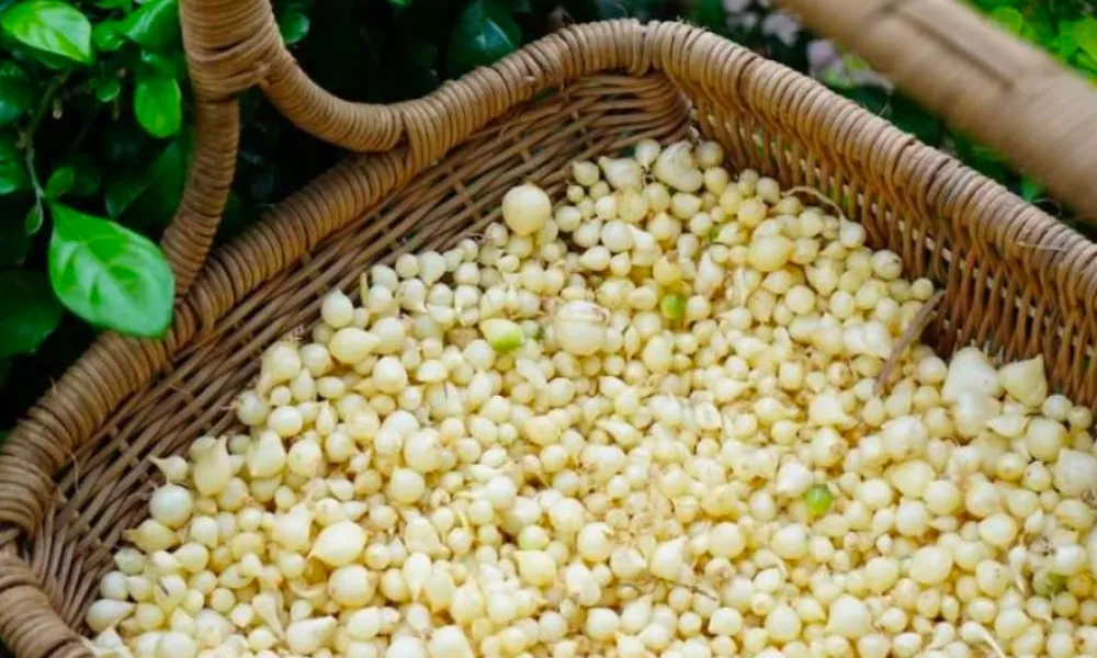 Nên bảo quản hành tăm trong rổ thưa và nơi khô ráo