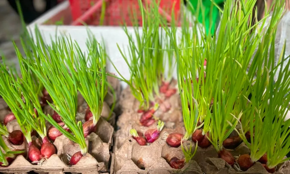 Cách trồng hành lá trong khay đựng trứng