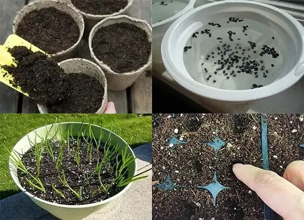 Bước 3: Duy Trì Độ Ẩm Và Ánh Sáng Sau Khi Gieo