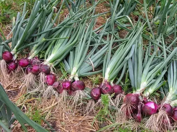 Phơi Khô Và Bảo Quản Sau Thu Hoạch