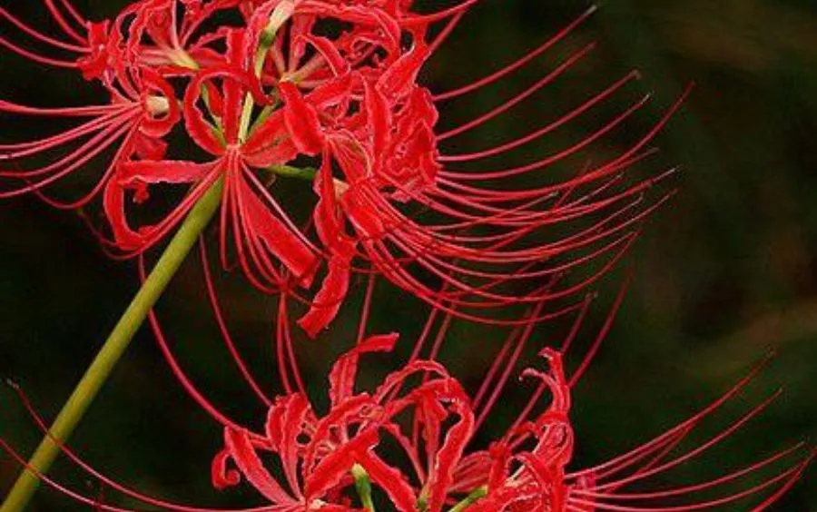 Lợi ích của hoa bỉ ngạn