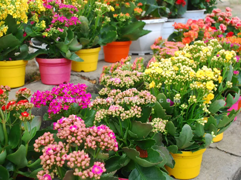 Cách trồng hoa bỏng tốt nhất và chuẩn bị đất trồng