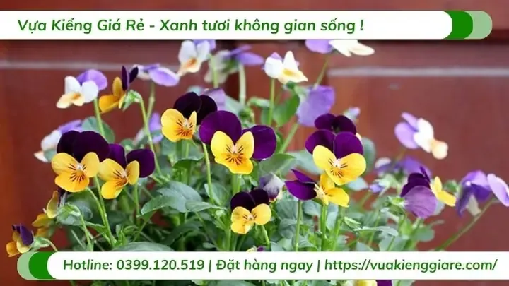 Hình ảnh minh họa ý nghĩa và vẻ đẹp của hoa bướm viola