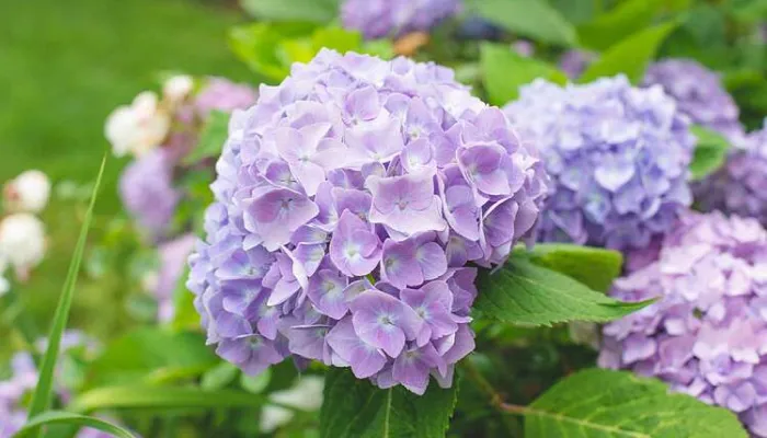 Những cách để trồng hoa cẩm tú cầu