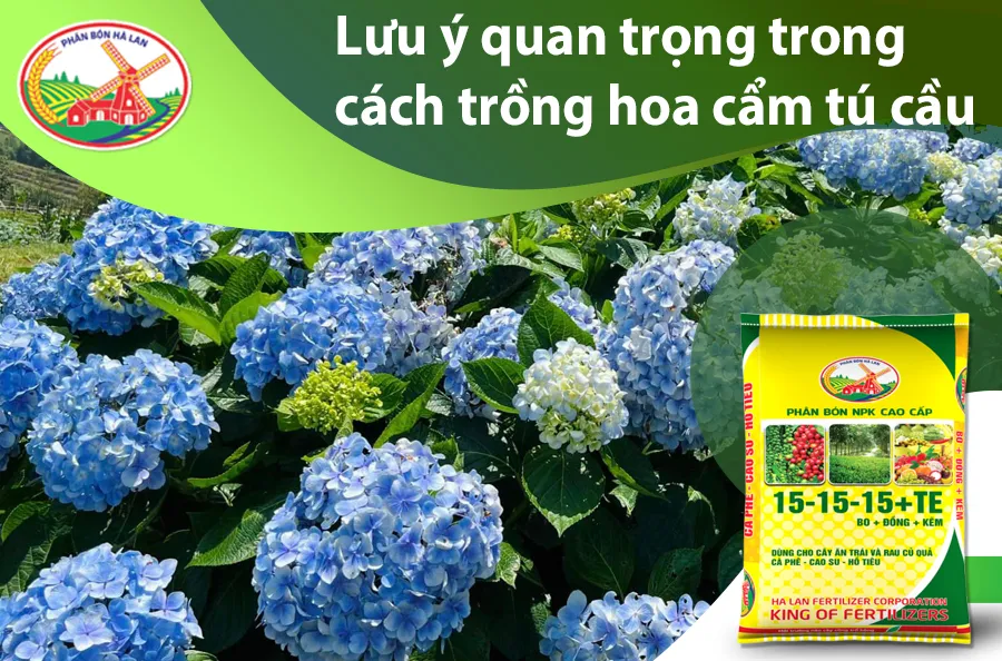Cách trồng hoa cẩm tú cầu nở bông đẹp