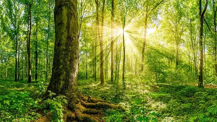 Cây hoa chuông tình yêu đang phát triển trong chậu