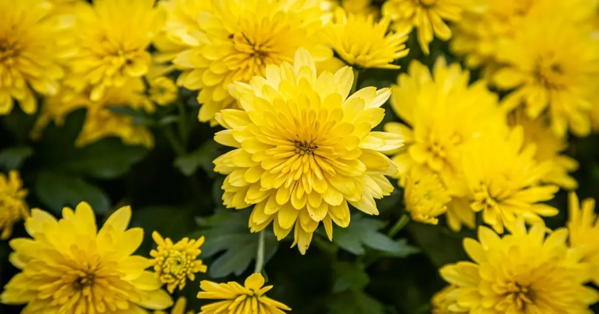 Thời điểm trồng hoa cúc lý tưởng để hoa nở đúng Tết