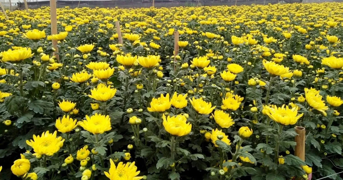 Kỹ thuật làm giàn và cắm cọc đỡ cành hoa cúc