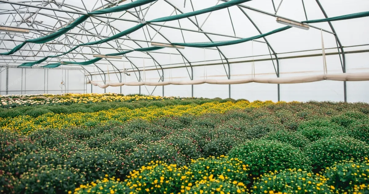 Điều chỉnh ánh sáng khi hoa cúc có dấu hiệu nở sớm