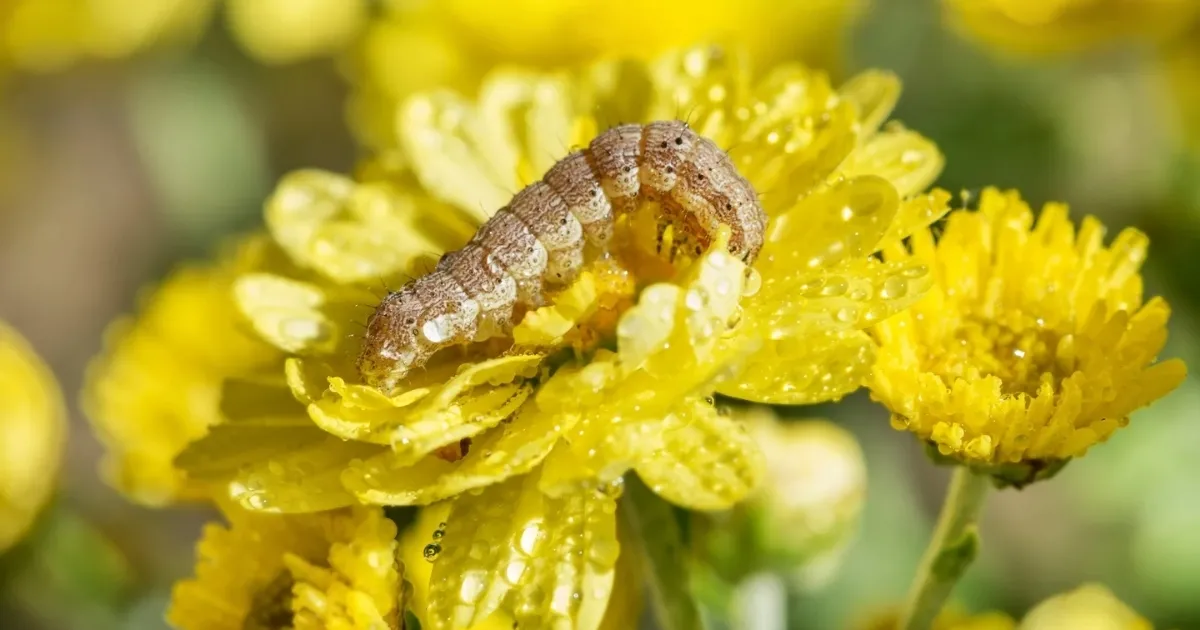 Phòng trừ sâu bệnh hại thường gặp trên hoa cúc