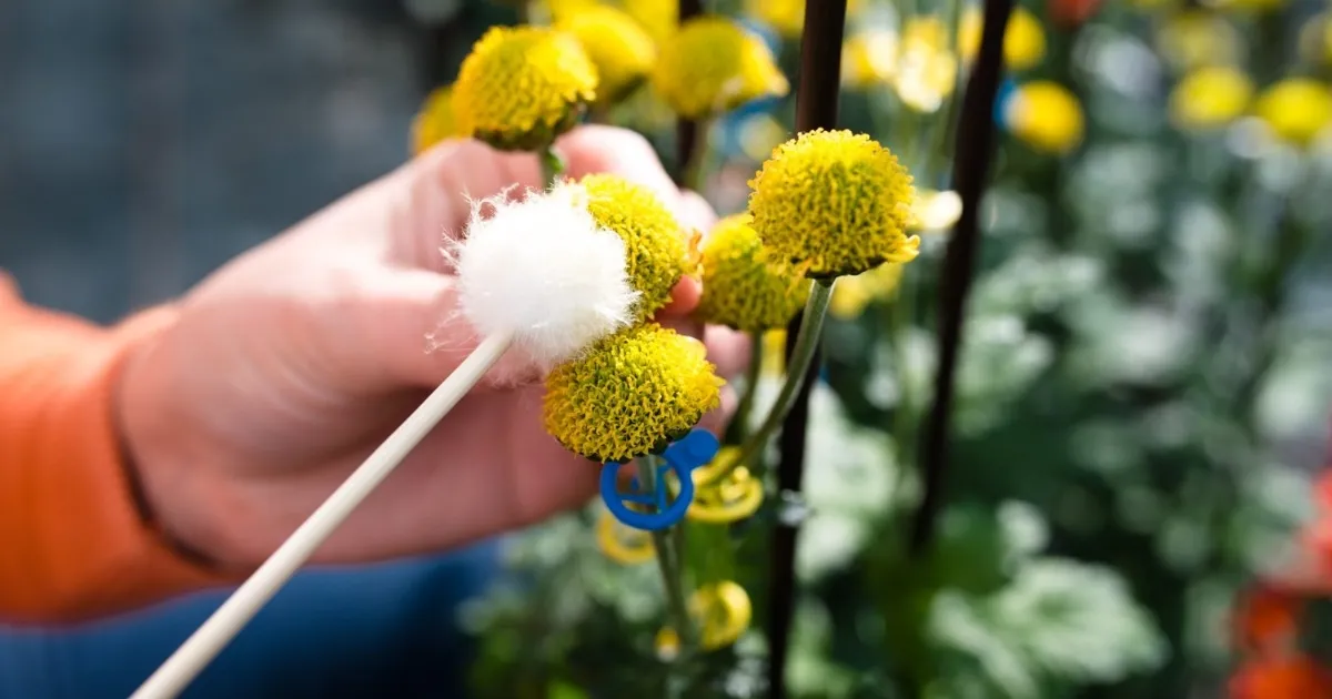 Thời gian sinh trưởng và nở hoa của cúc trồng chậu