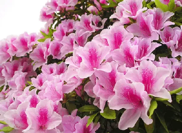 Nguồn Gốc Hoa Đỗ Quyên và Phương Pháp Giâm Cành