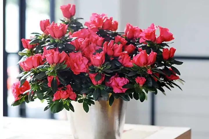 Ý Nghĩa Hoa Đỗ Quyên Theo Màu Sắc