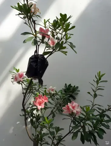 Cảnh Quan Trồng Hoa Đỗ Quyên Bằng Cành