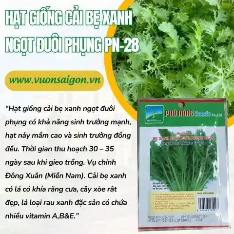 Khoảng cách trồng hoa đuôi phụng lý tưởng trong chậu và ngoài luống để đảm bảo cây nhận đủ ánh sáng và không khí