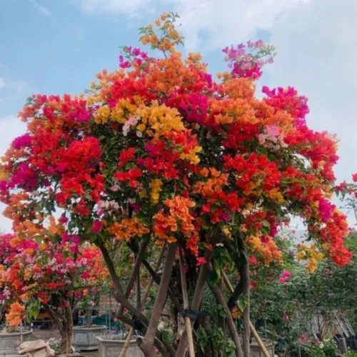 Bí quyết cách trồng hoa giấy nhiều màu rực rỡ quanh năm tại vườn