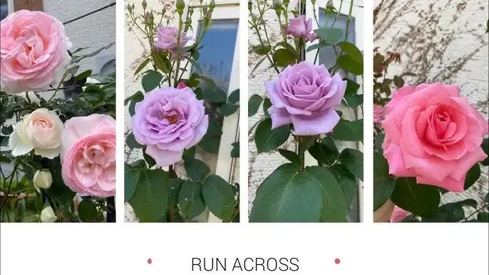 Chiến lược kinh doanh và tiếp thị hoa hồng thương mại