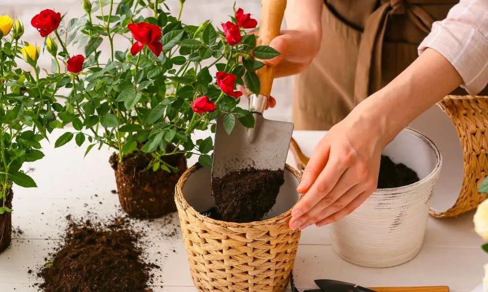 Kỹ thuật sang chậu chuẩn cho cách trồng hoa hồng khi mới mua về