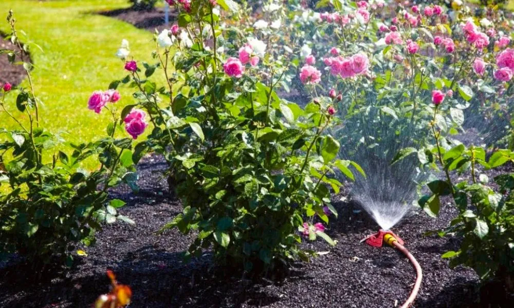 Chế độ tưới nước phục hồi cho cây hoa hồng mới trồng