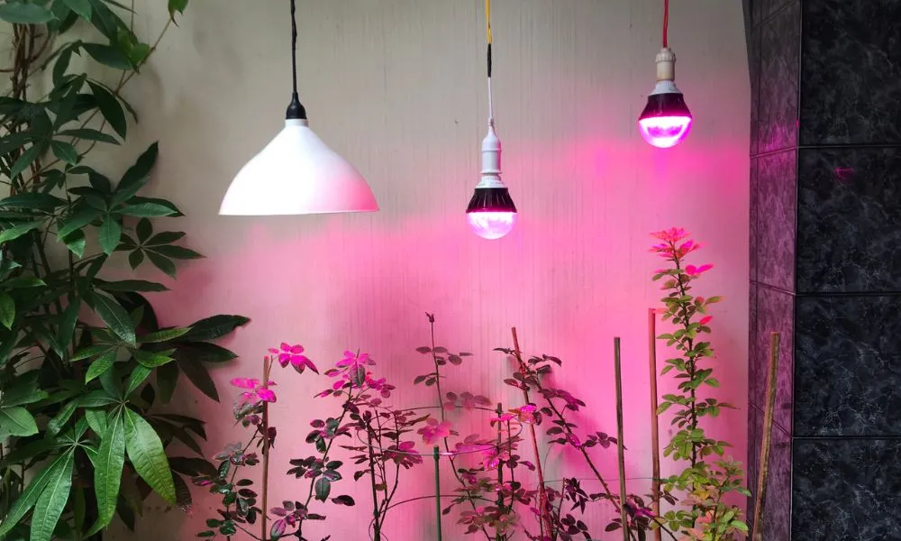 Hỗ trợ ánh sáng cho cách trồng hoa hồng khi mới mua về bị thiếu nắng