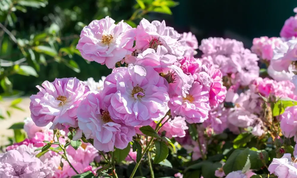 Kỹ thuật chăm sóc giúp hoa hồng ra hoa quanh năm