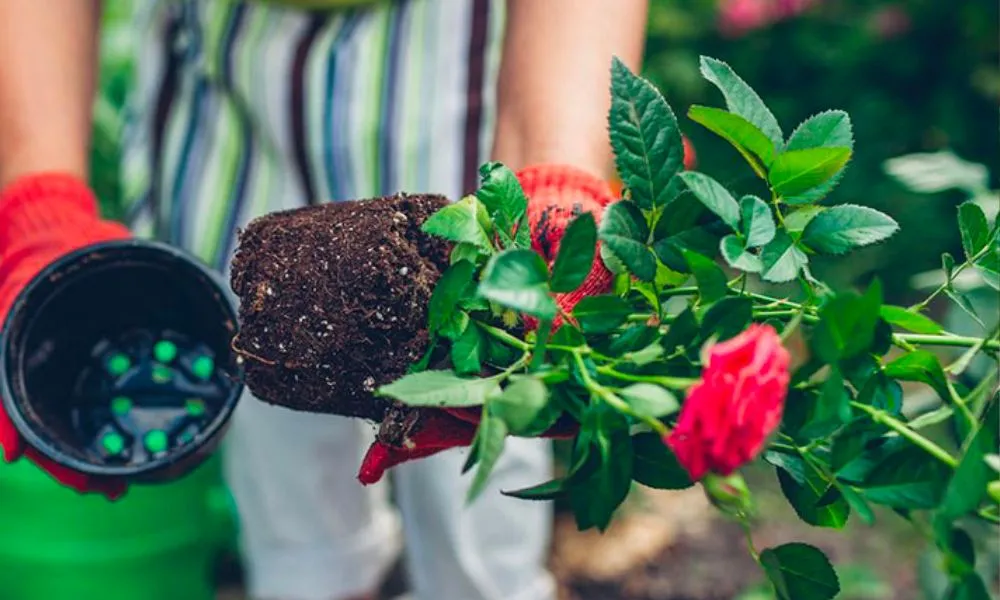 Xử lý tình trạng cây hoa hồng mới mua về bị héo