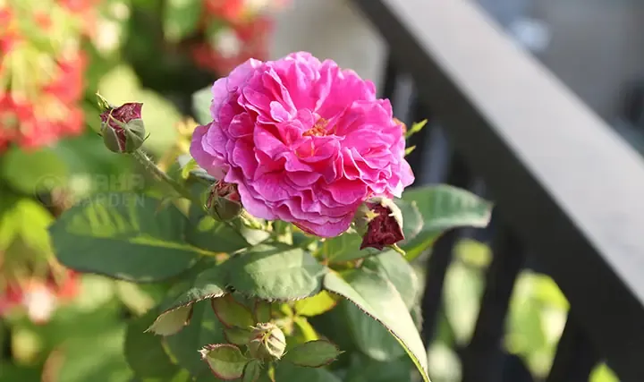 Lựa Chọn Giống Hoa Hồng Thơm Phù Hợp Với Khí Hậu Việt Nam