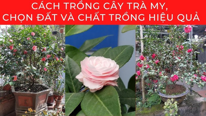Cách Trồng Hoa Hồng Cổ Sapa Trong Chậu: Hướng Dẫn Chi Tiết A-Z Cho Người Yêu Cây