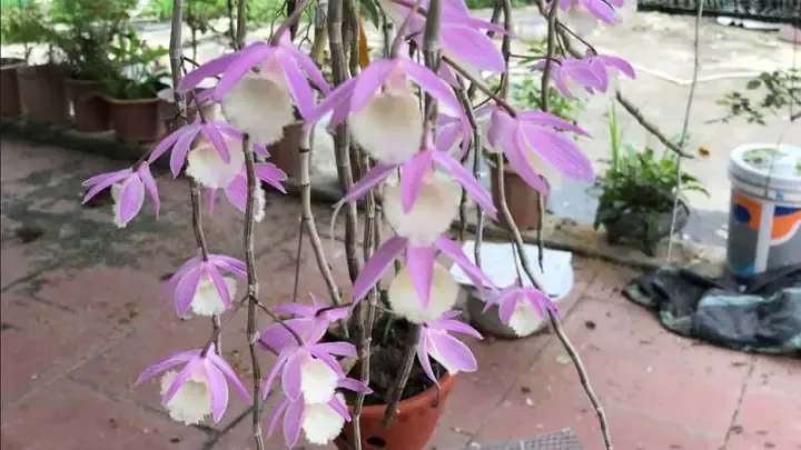 Giò lan Hạc Vỹ Thiên Cung đang nở hoa rực rỡ, áp dụng cách trồng hoa lan Hạc Vỹ Thiên Cung đúng kỹ thuật