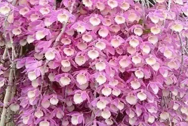 Bộ rễ lan Hạc Vỹ bám chắc vào giá thể, minh họa cho kỹ thuật ghép lan Hạc Vỹ Thiên Cung