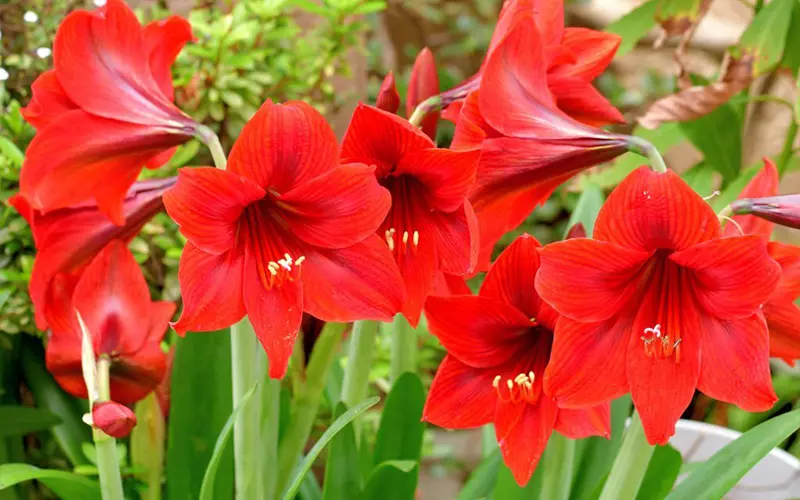 Cách trồng hoa lan huệ đỏ nở hoa rực rỡ và dễ chăm sóc tại nhà
