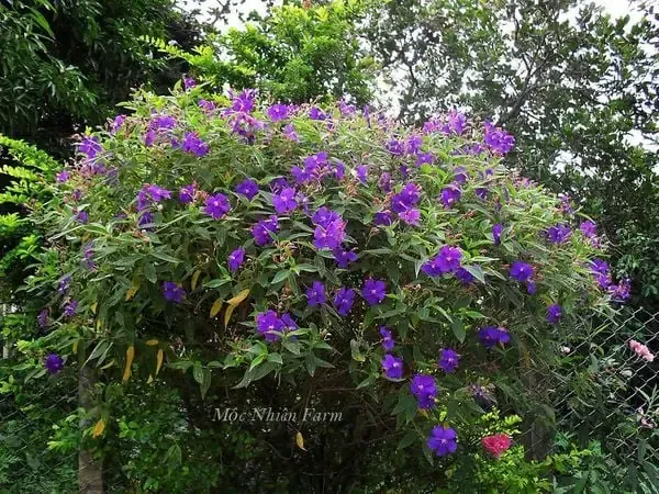 Các bước chăm sóc hoa mua tím khỏe mạnh và ra hoa nhiều