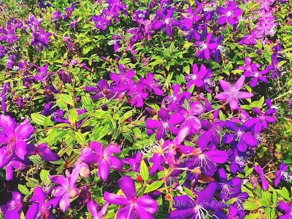 Đặc điểm thực vật và nguồn gốc phân bố của hoa mua tím