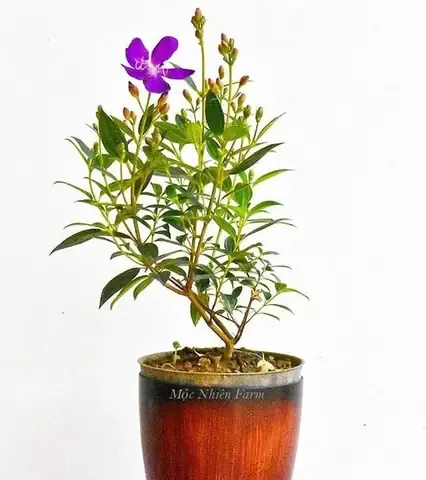 Kỹ thuật trồng và chăm sóc cây mua tím hiệu quả cho người mới