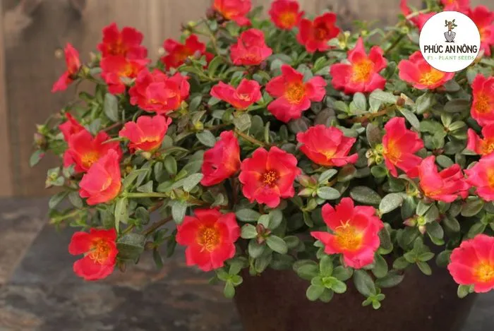 Gieo hạt giống hoa mười giờ để có nhiều màu sắc đa dạng