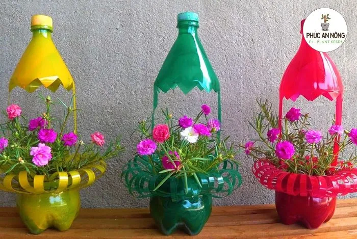 Ý tưởng trồng hoa mười giờ sáng tạo trong chai nhựa