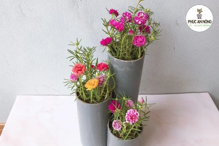 Hệ thống trồng hoa mười giờ dọc bằng ống nhựa PVC