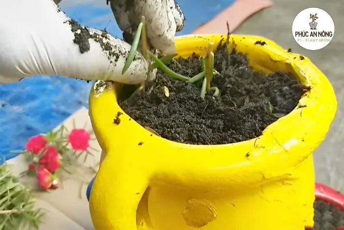 Các bước giâm cành hoa mười giờ đơn giản, dễ thực hiện