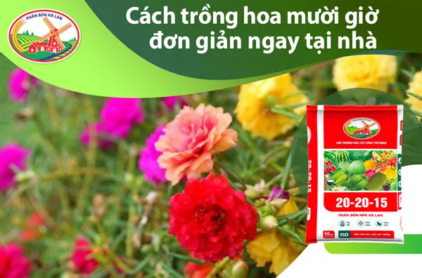 Một chậu hoa mười giờ nhiều màu đang nở rộ, minh họa cho cách trồng hoa mười giờ thành công