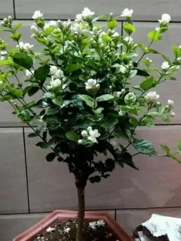 Trồng hoa nhài trong chậu để cây cảnh xanh tốt quanh năm