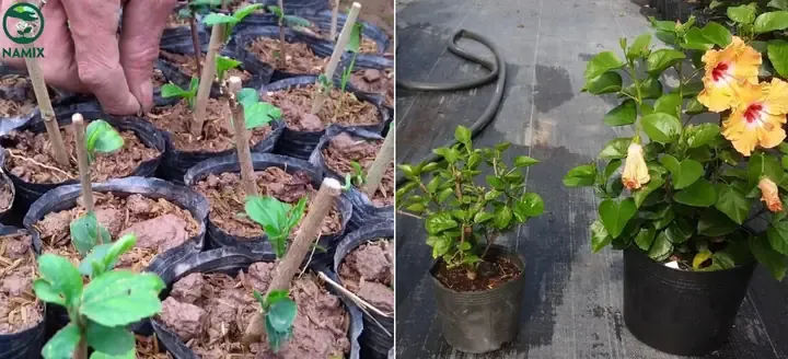 Quy trình cắm cành hoa râm bụt vào giá thể chi tiết