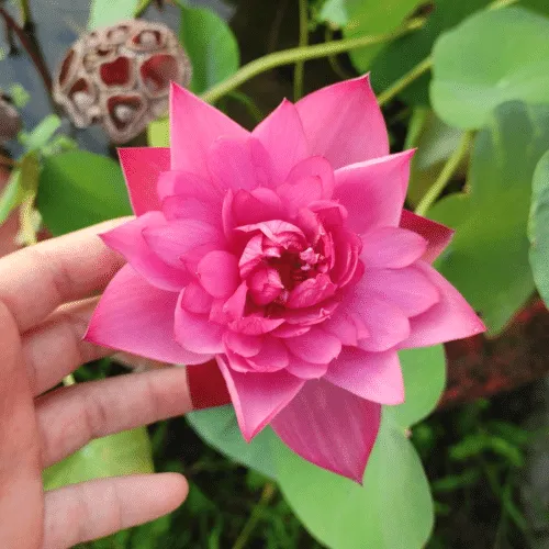 Sen đỏ drop Blood