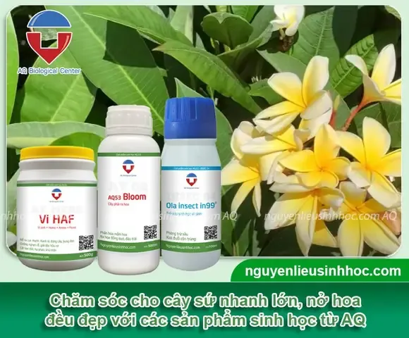 Chăm sóc hoa sứ đã bén rễ và chuẩn bị ra hoa