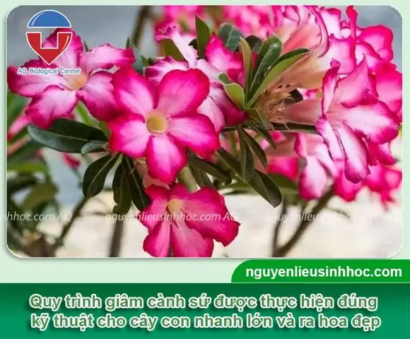 Hình ảnh minh họa các bước giâm cành hoa sứ