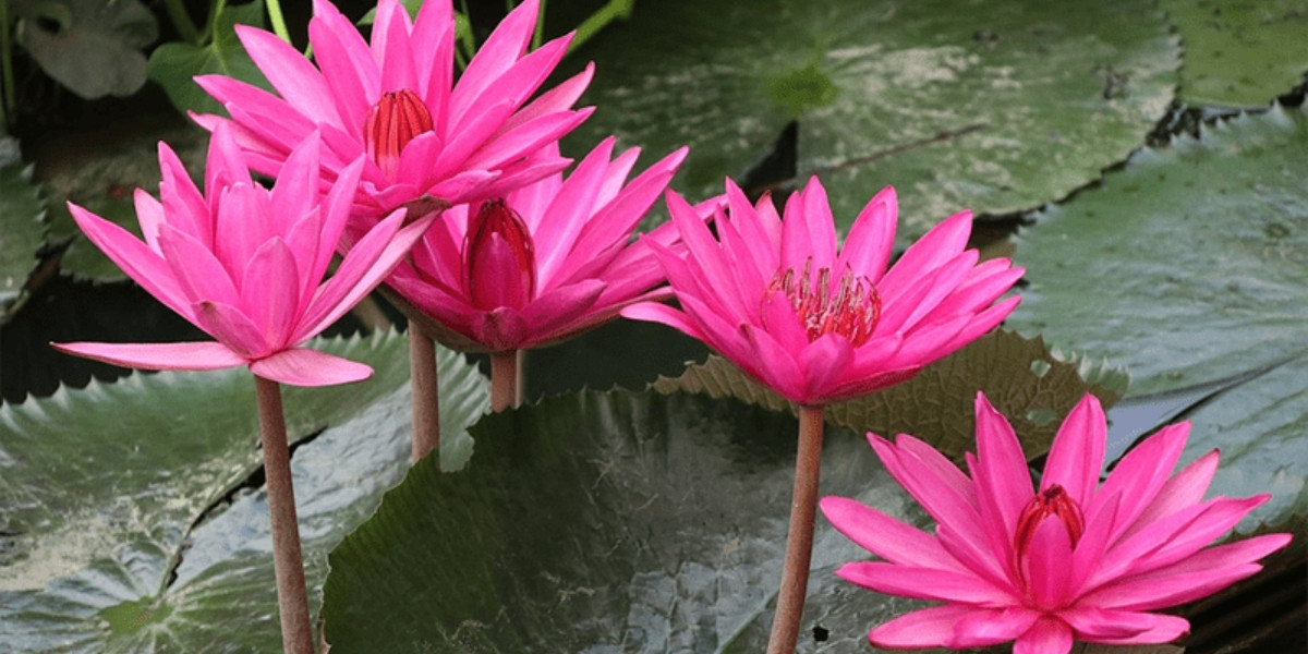 Cách Trồng Sen Mini Tại Nhà: Hướng Dẫn Toàn Diện Kỹ Thuật Trồng Và Chăm Sóc