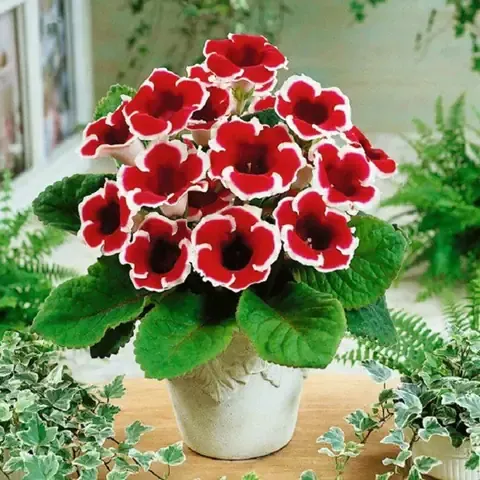 Hoa tình yêu rực rỡ trong chậu, biểu tượng của sự lãng mạn