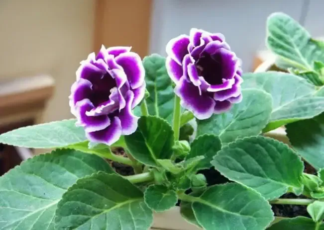 Các bước xử lý củ và giá thể trong cách trồng hoa tình yêu